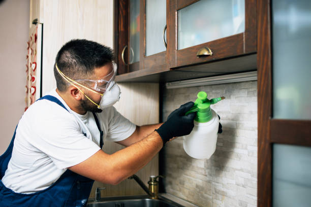 Best Local Pest Control Services  in Old Town, ME