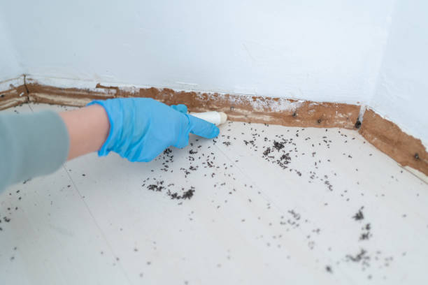Best Best Pest Control Companies  in Old Town, ME